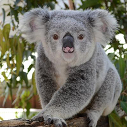 Koala Binya