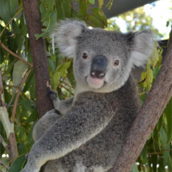 Koala 