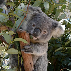 Koala 