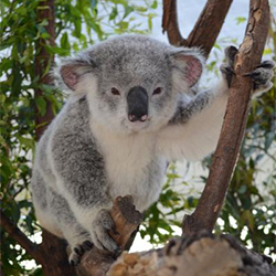 Koala 