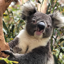 Koala 