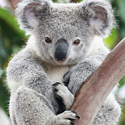 koala