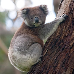 koala